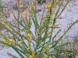 Aspalathus spinosa subsp. spinosa stiff, sparse stems